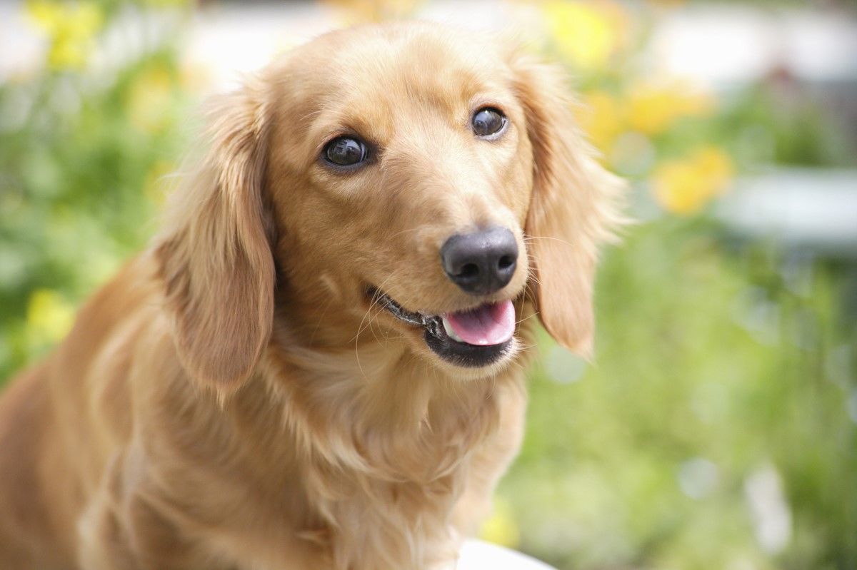 1っ匹の犬